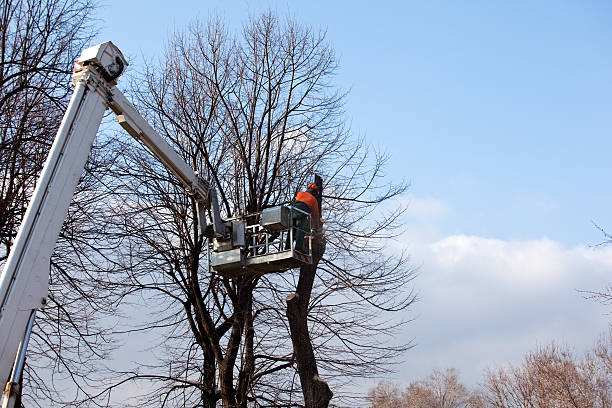 How Our Tree Care Process Works  in  Monroe, GA